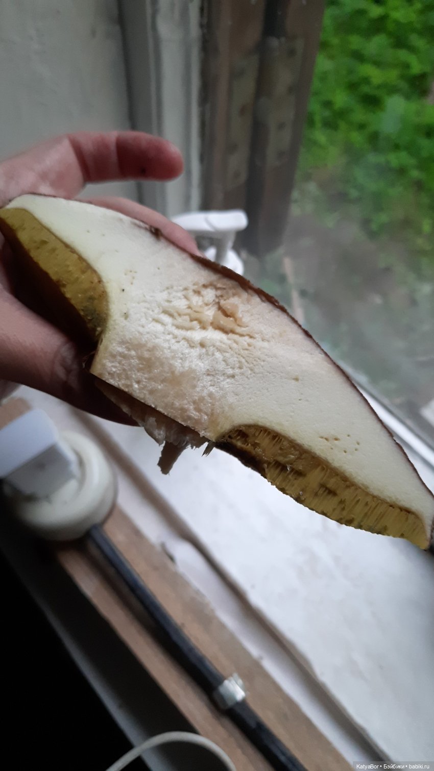 Лесное, грибное, Женькино