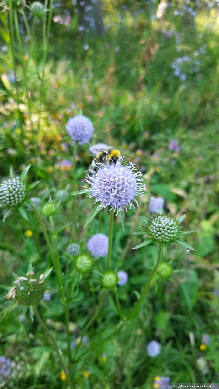 Прощаясь с летом — Куклы Paola Reina (Паола Рейна): новинки (фото 6)
