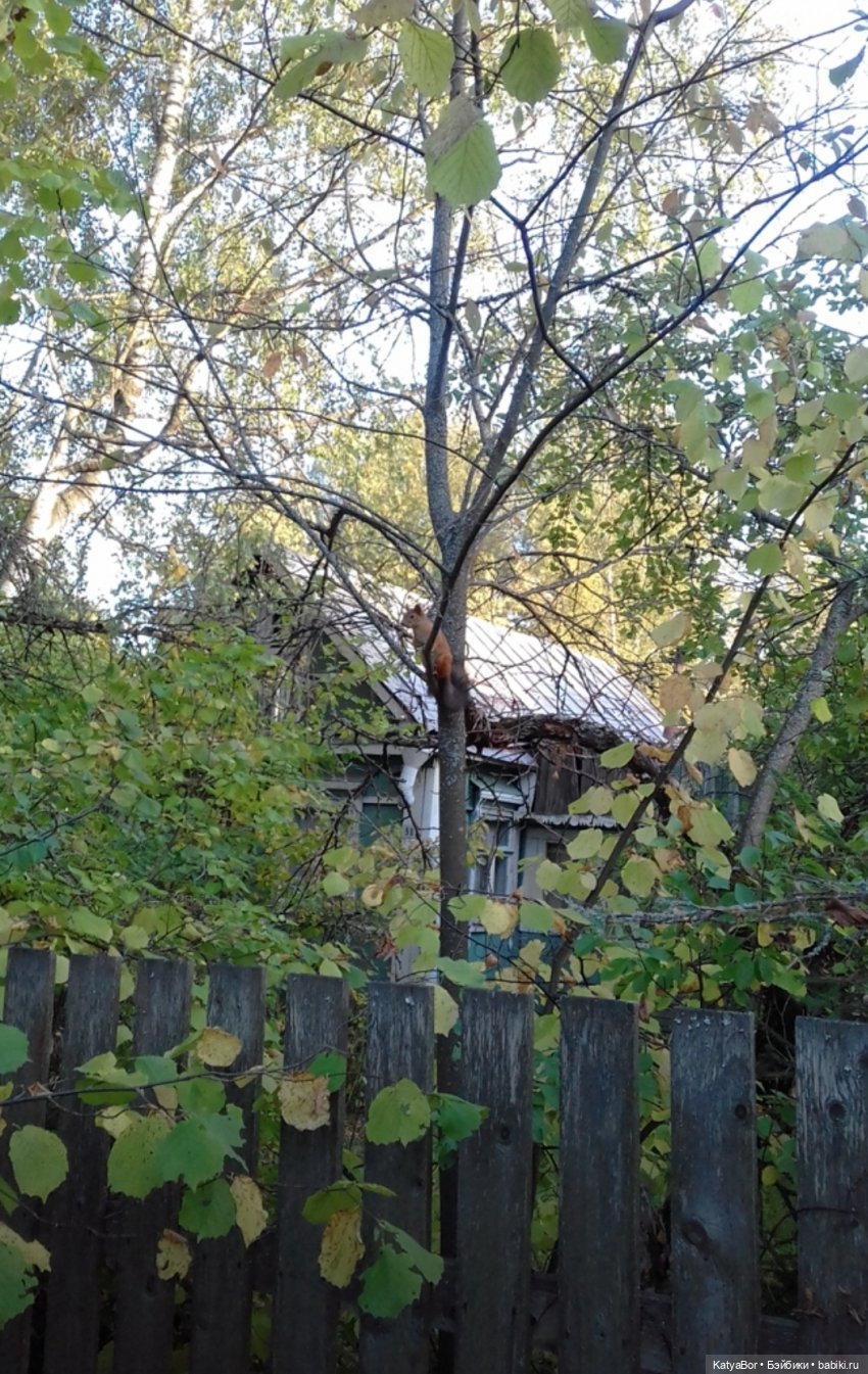 Время желудевых человечков 🤫