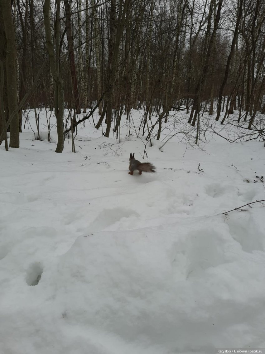 Аукаем зимой в лесу — Домашние фото авторских кукол: личные коллекции