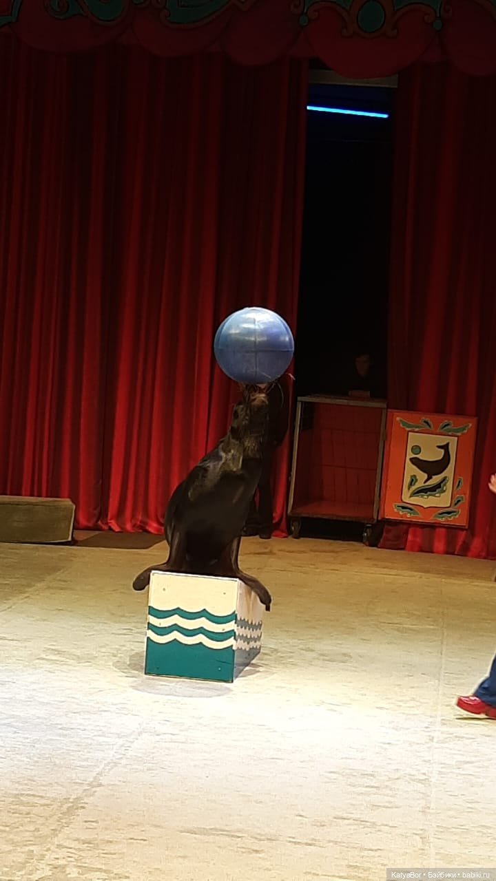 Елка в "Уголке дедушки Дурова"