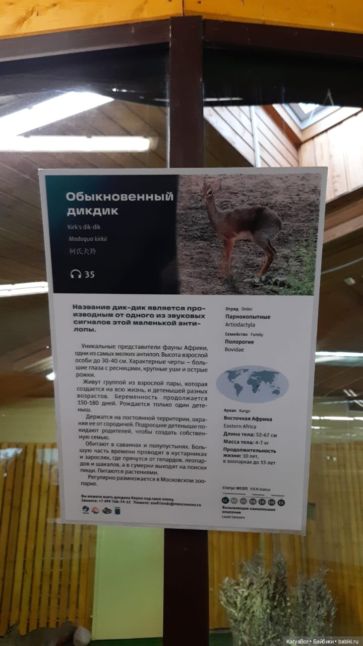 Хорошо было быть Катюшей в это воскресенье, и у зверей тоже есть игрушки