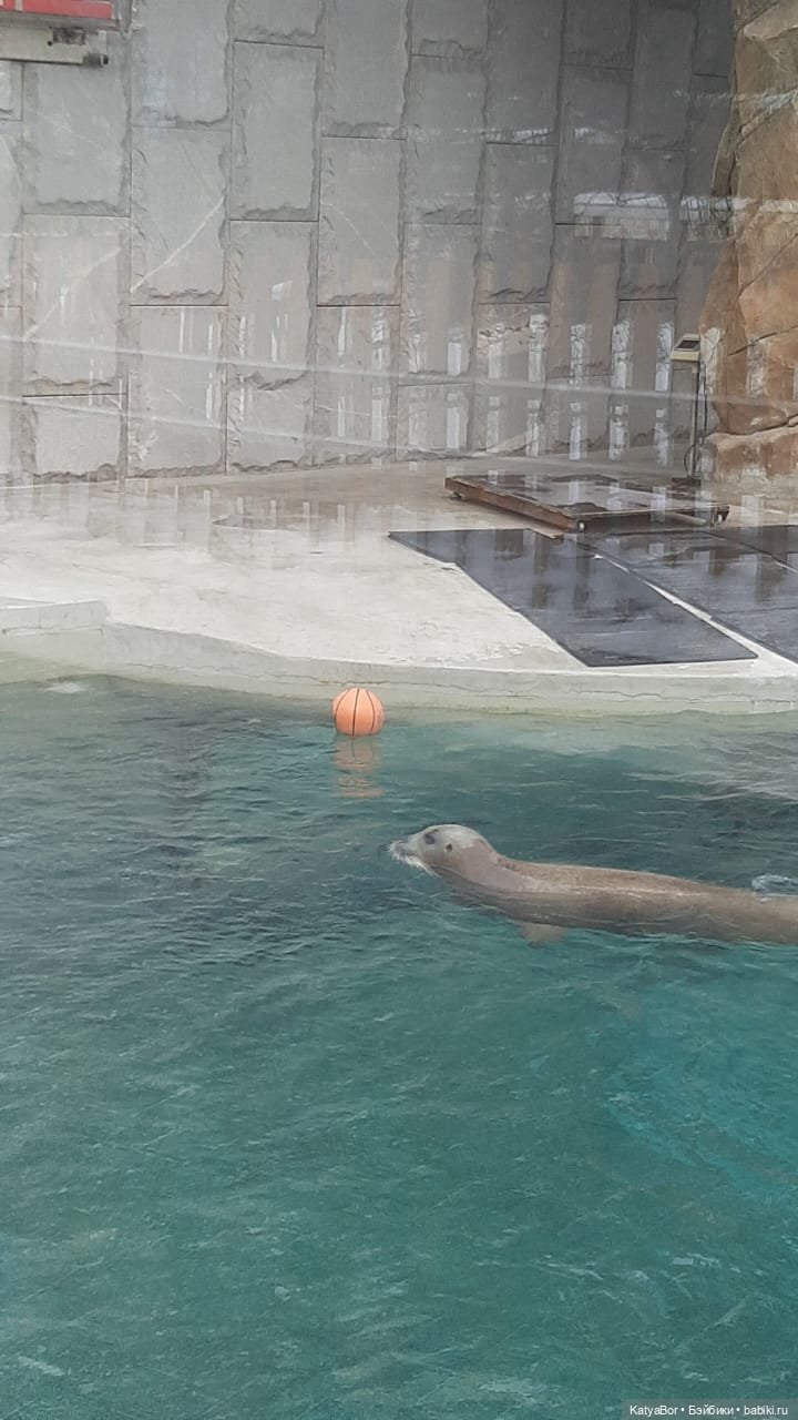 Хорошо было быть Катюшей в это воскресенье, и у зверей тоже есть игрушки