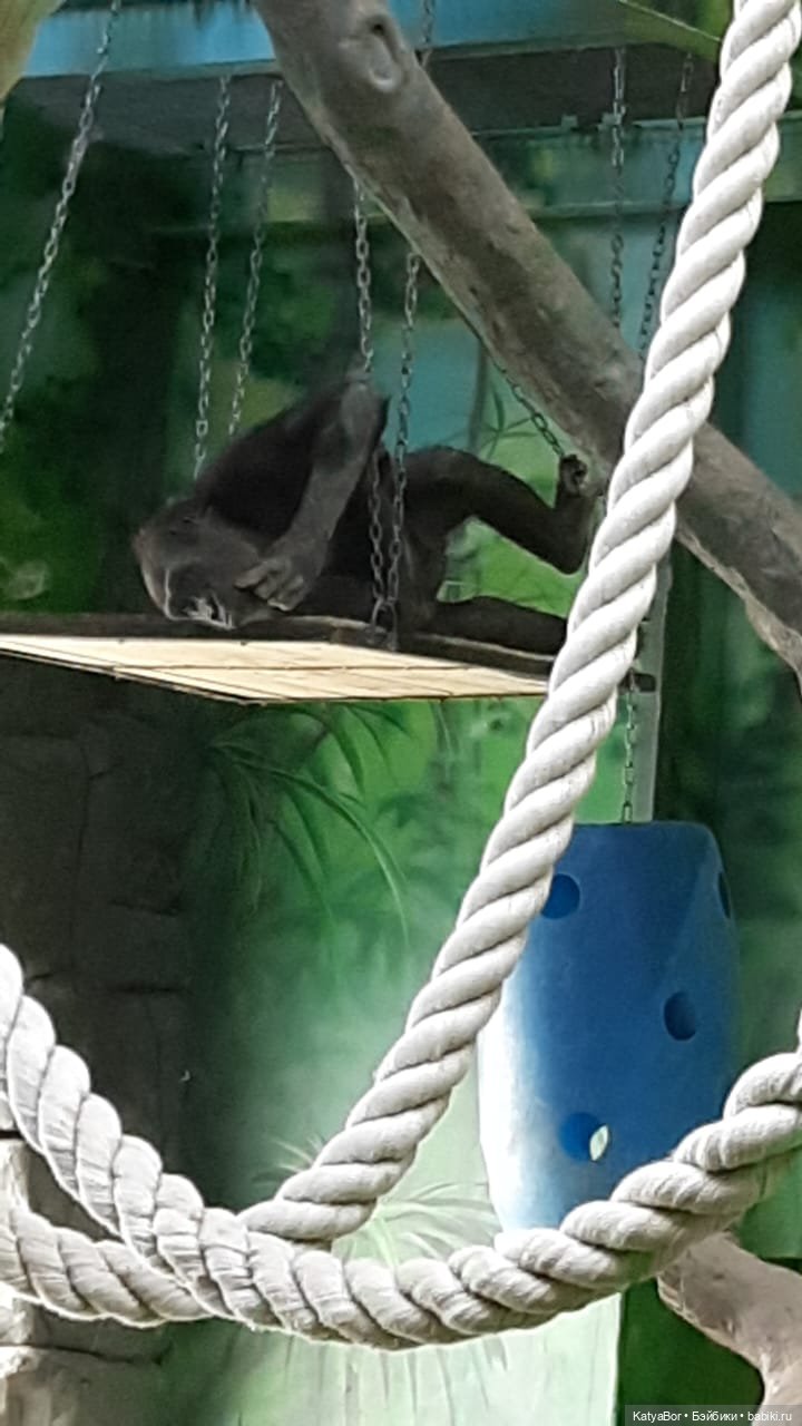 Хорошо было быть Катюшей в это воскресенье, и у зверей тоже есть игрушки