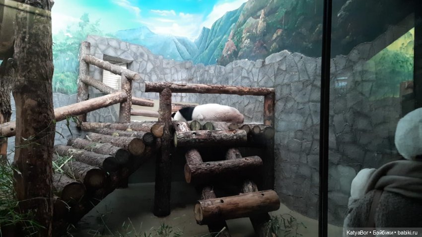 Хорошо было быть Катюшей в это воскресенье, и у зверей тоже есть игрушки