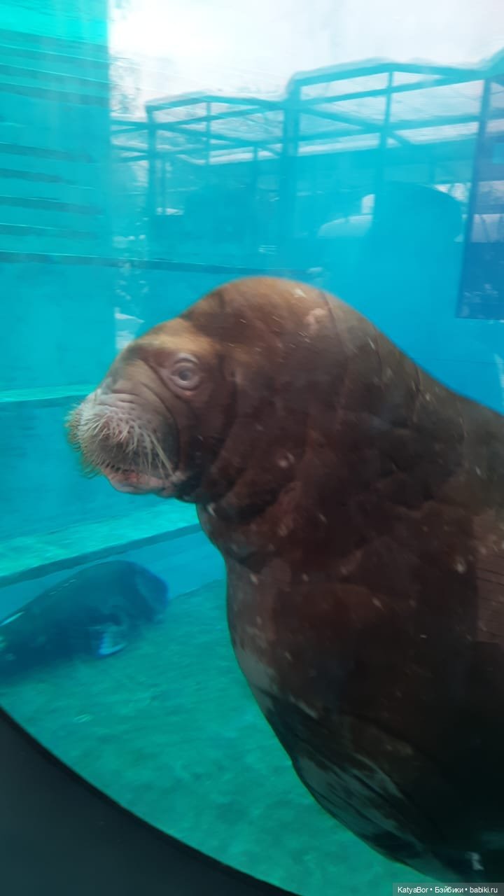 Хорошо было быть Катюшей в это воскресенье, и у зверей тоже есть игрушки