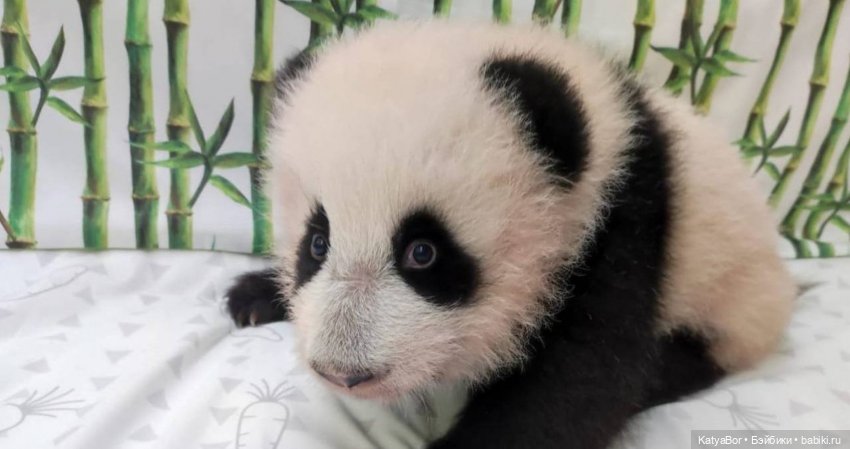 Хорошо было быть Катюшей в это воскресенье, и у зверей тоже есть игрушки