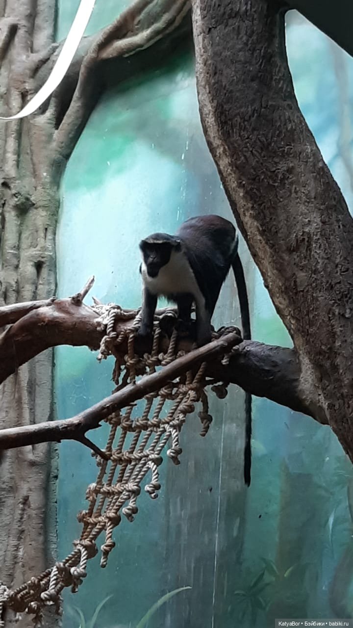 Хорошо было быть Катюшей в это воскресенье, и у зверей тоже есть игрушки