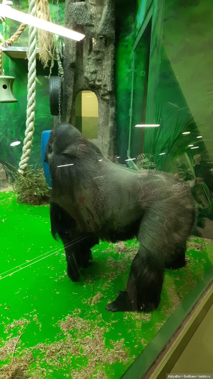 Хорошо было быть Катюшей в это воскресенье, и у зверей тоже есть игрушки