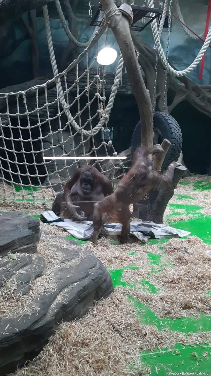 Хорошо было быть Катюшей в это воскресенье, и у зверей тоже есть игрушки