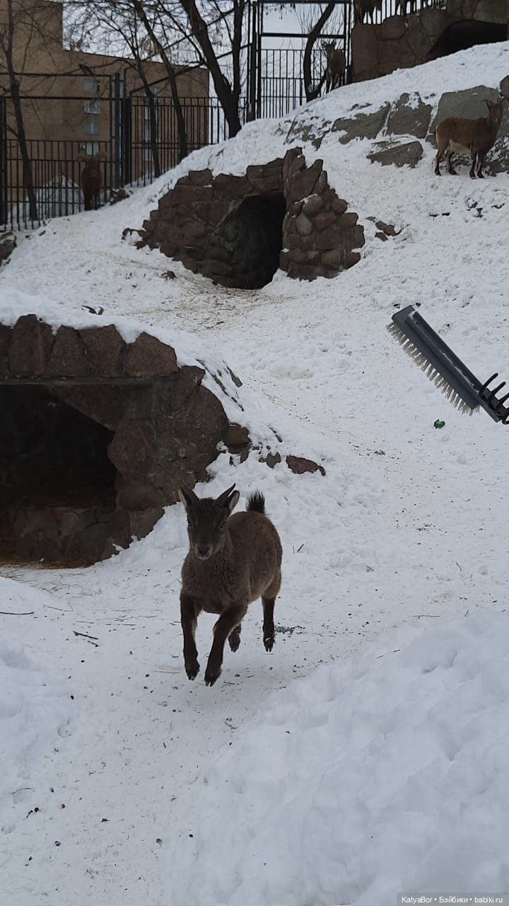 Хорошо было быть Катюшей в это воскресенье, и у зверей тоже есть игрушки