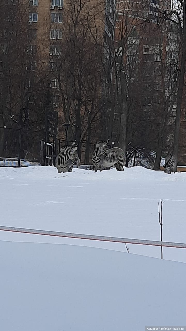 Хорошо было быть Катюшей в это воскресенье, и у зверей тоже есть игрушки