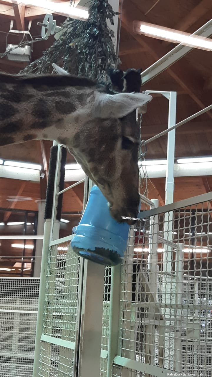 Хорошо было быть Катюшей в это воскресенье, и у зверей тоже есть игрушки