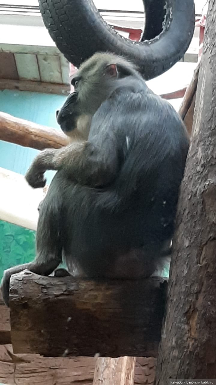 Хорошо было быть Катюшей в это воскресенье, и у зверей тоже есть игрушки