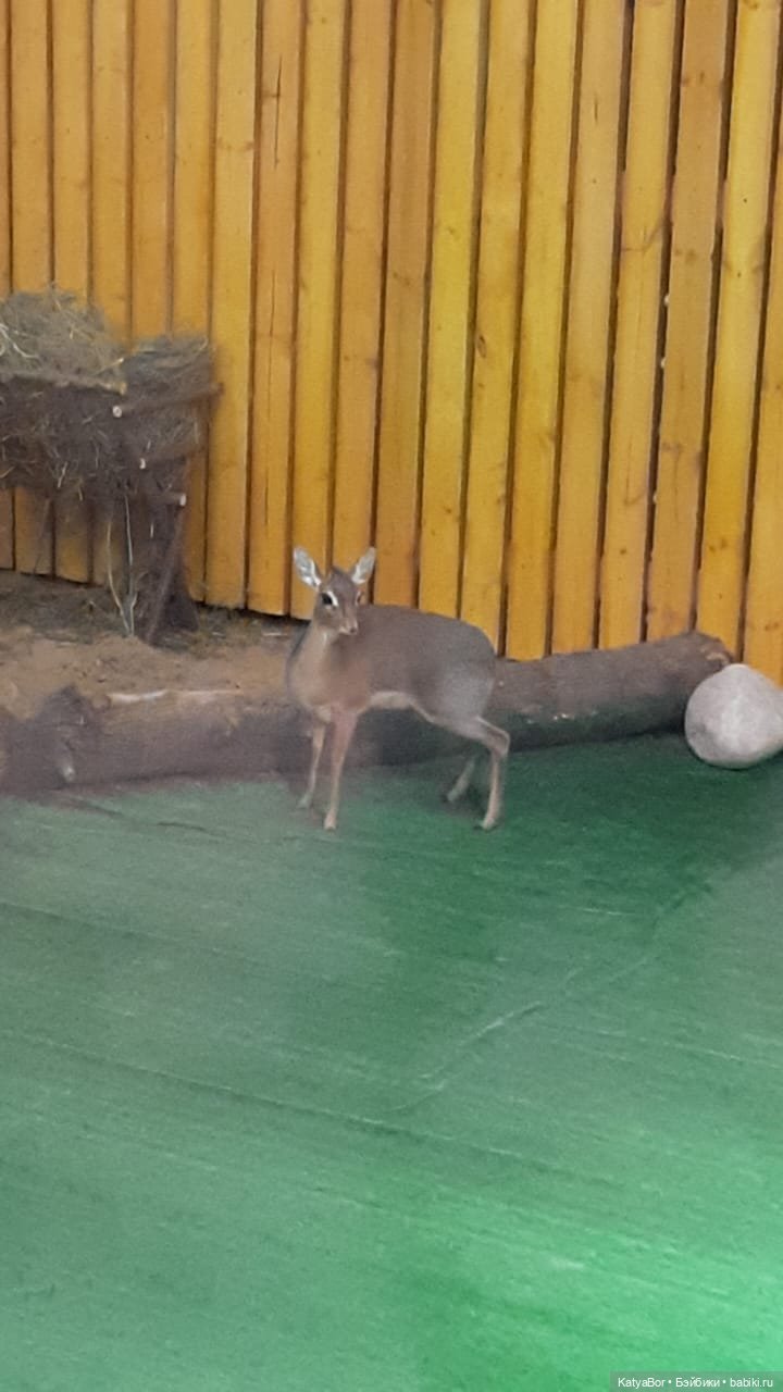 Хорошо было быть Катюшей в это воскресенье, и у зверей тоже есть игрушки