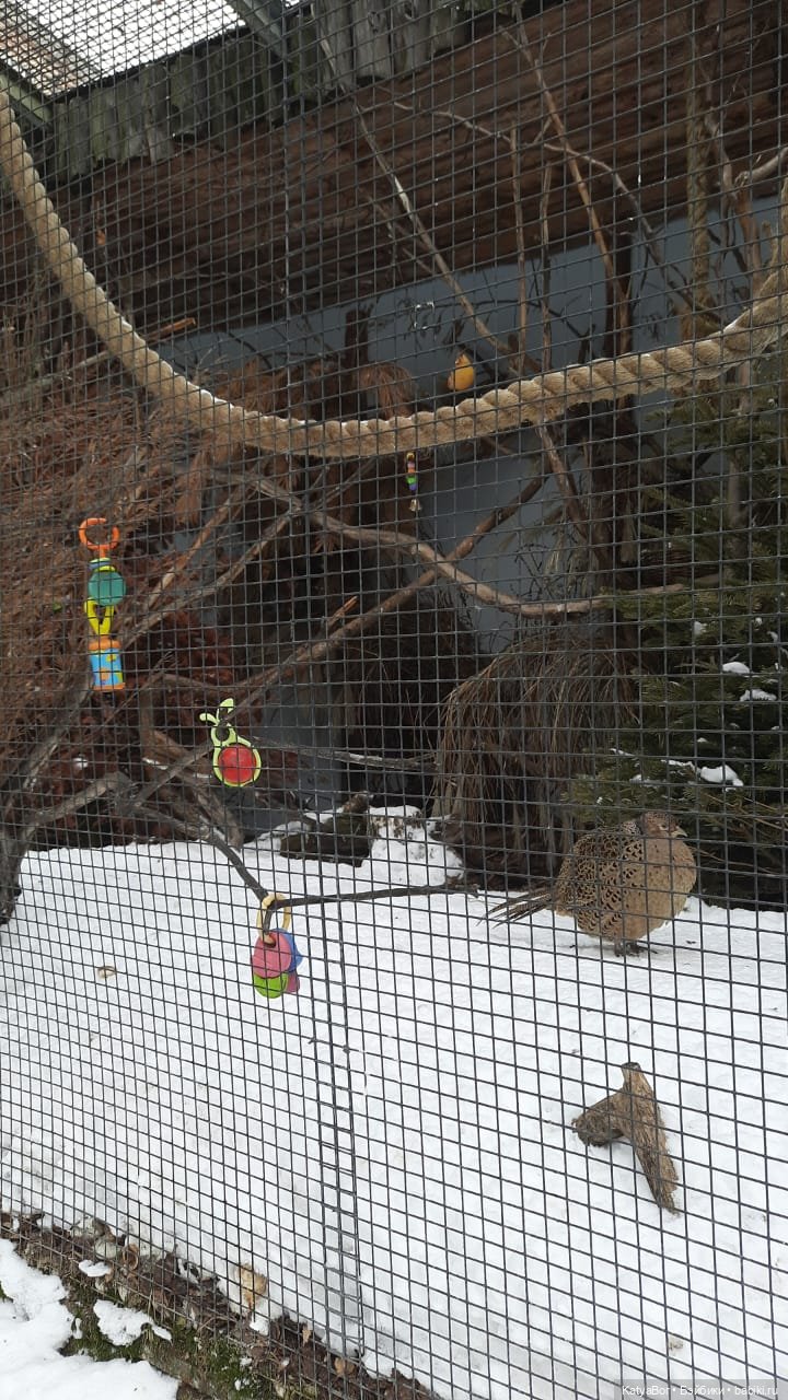 Хорошо было быть Катюшей в это воскресенье, и у зверей тоже есть игрушки