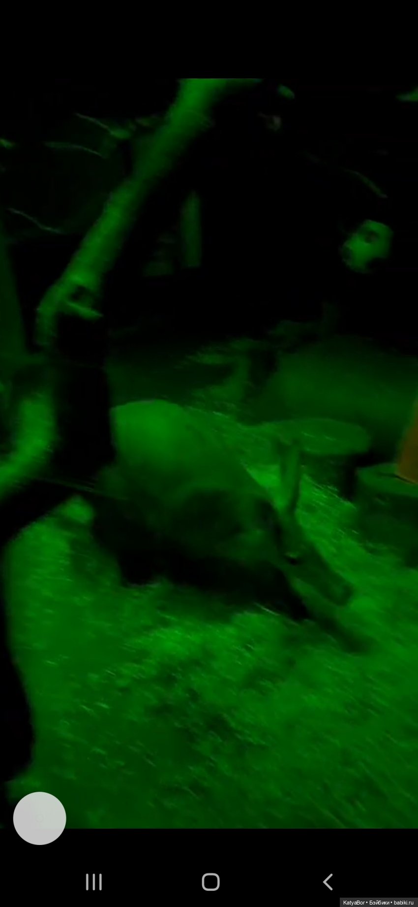 Хорошо было быть Катюшей в это воскресенье, и у зверей тоже есть игрушки