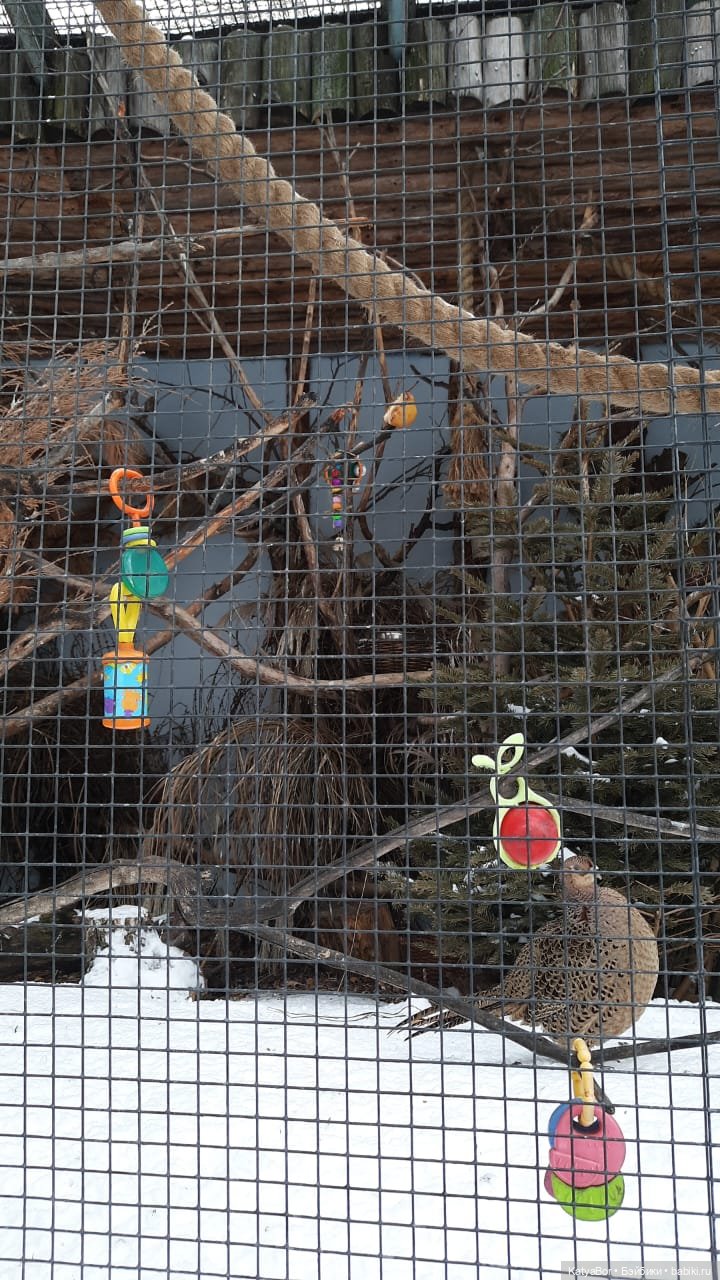 Хорошо было быть Катюшей в это воскресенье, и у зверей тоже есть игрушки