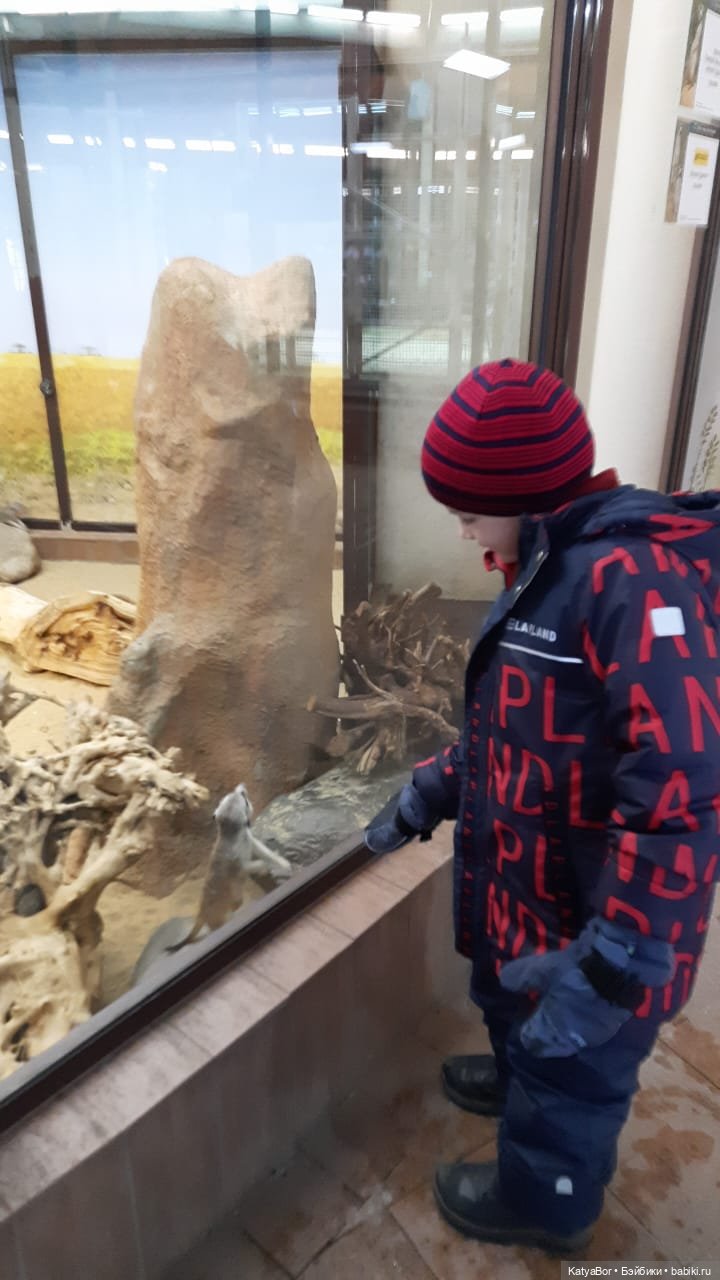 Хорошо было быть Катюшей в это воскресенье, и у зверей тоже есть игрушки