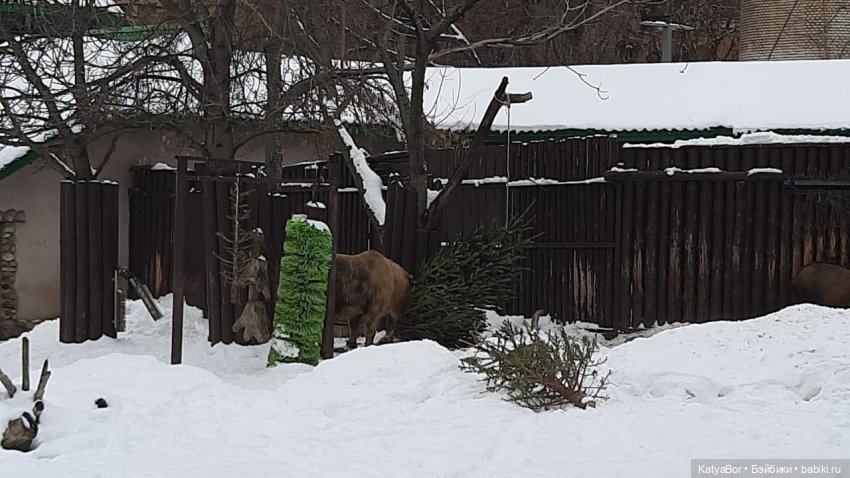 Хорошо было быть Катюшей в это воскресенье, и у зверей тоже есть игрушки