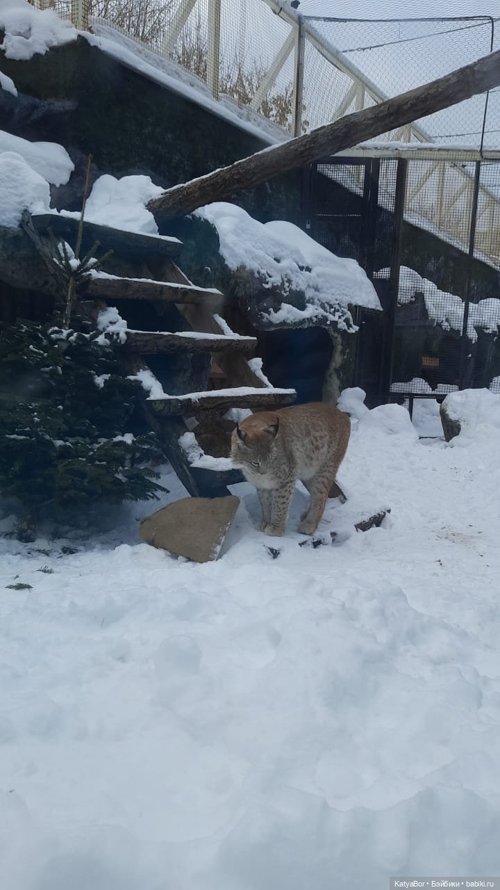 Хорошо было быть Катюшей в это воскресенье, и у зверей тоже есть игрушки