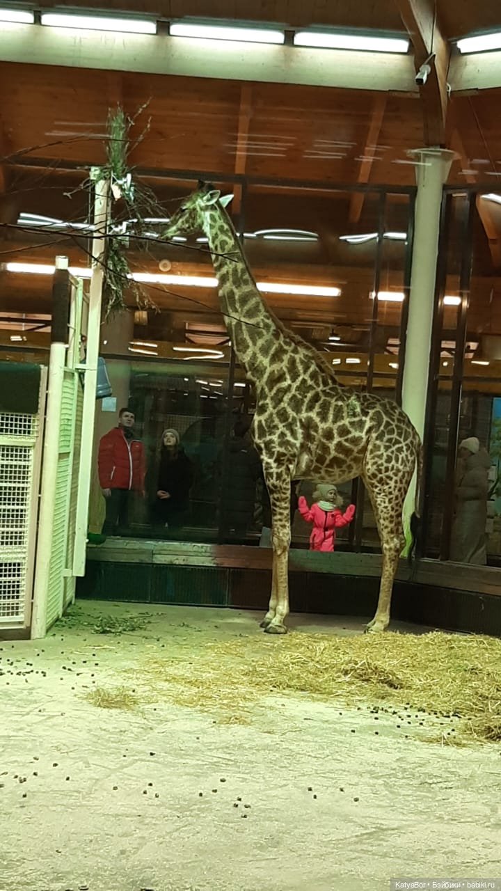 Хорошо было быть Катюшей в это воскресенье, и у зверей тоже есть игрушки