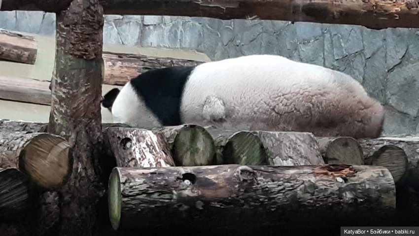 Хорошо было быть Катюшей в это воскресенье, и у зверей тоже есть игрушки