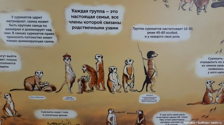 Хорошо было быть Катюшей в это воскресенье, и у зверей тоже есть игрушки