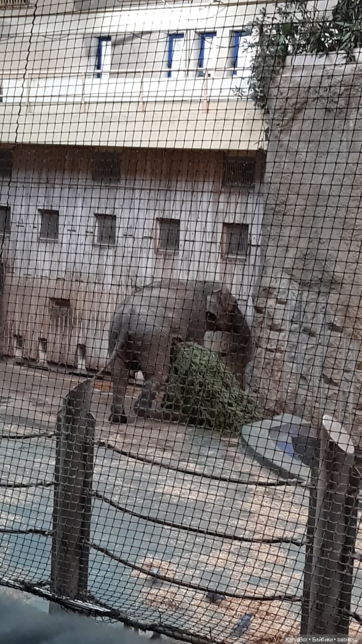 Хорошо было быть Катюшей в это воскресенье, и у зверей тоже есть игрушки
