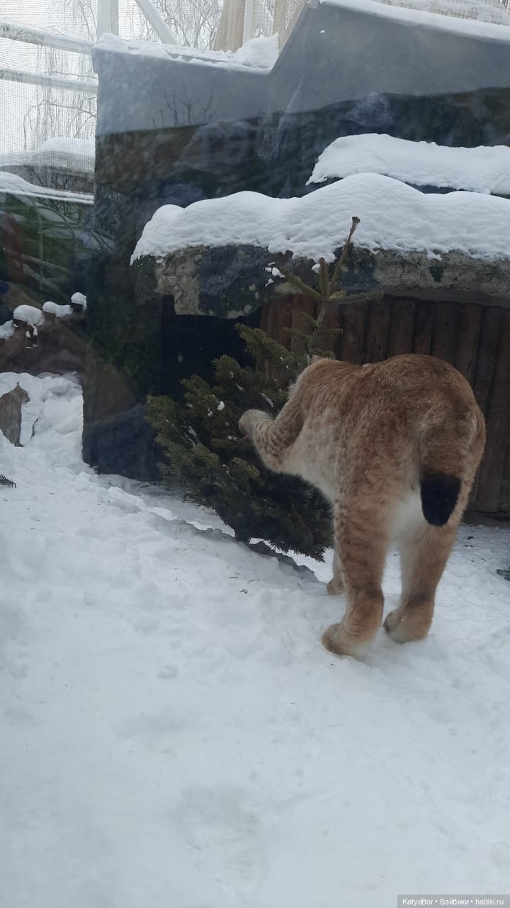 Хорошо было быть Катюшей в это воскресенье, и у зверей тоже есть игрушки