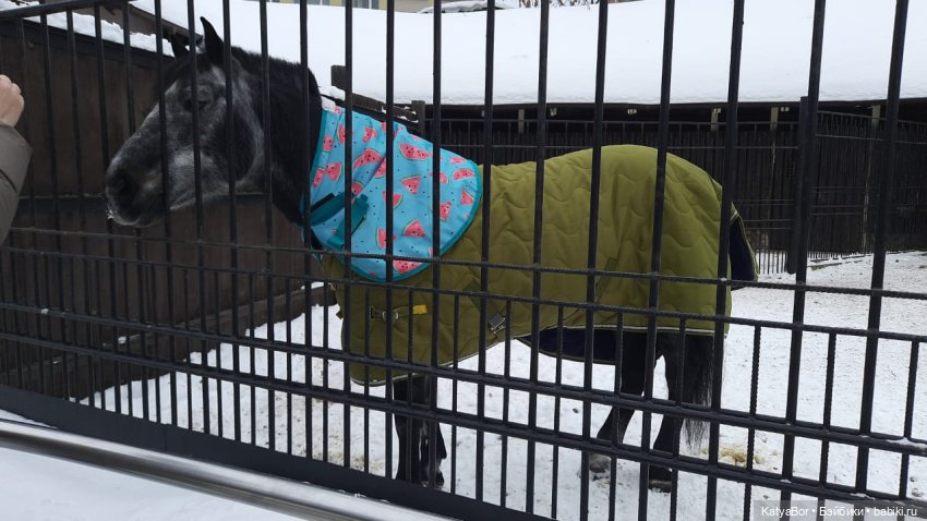 Хорошо было быть Катюшей в это воскресенье, и у зверей тоже есть игрушки