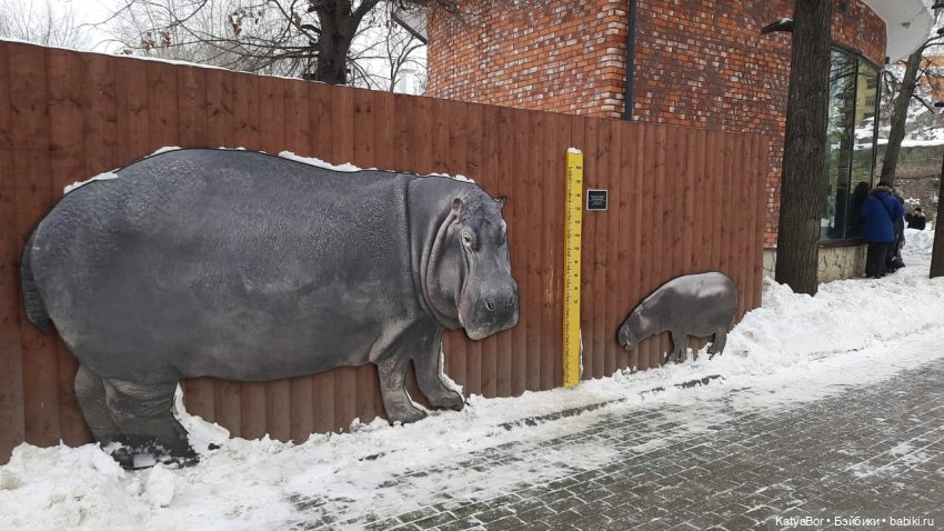 Хорошо было быть Катюшей в это воскресенье, и у зверей тоже есть игрушки