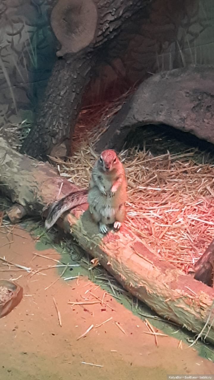 Хорошо было быть Катюшей в это воскресенье, и у зверей тоже есть игрушки