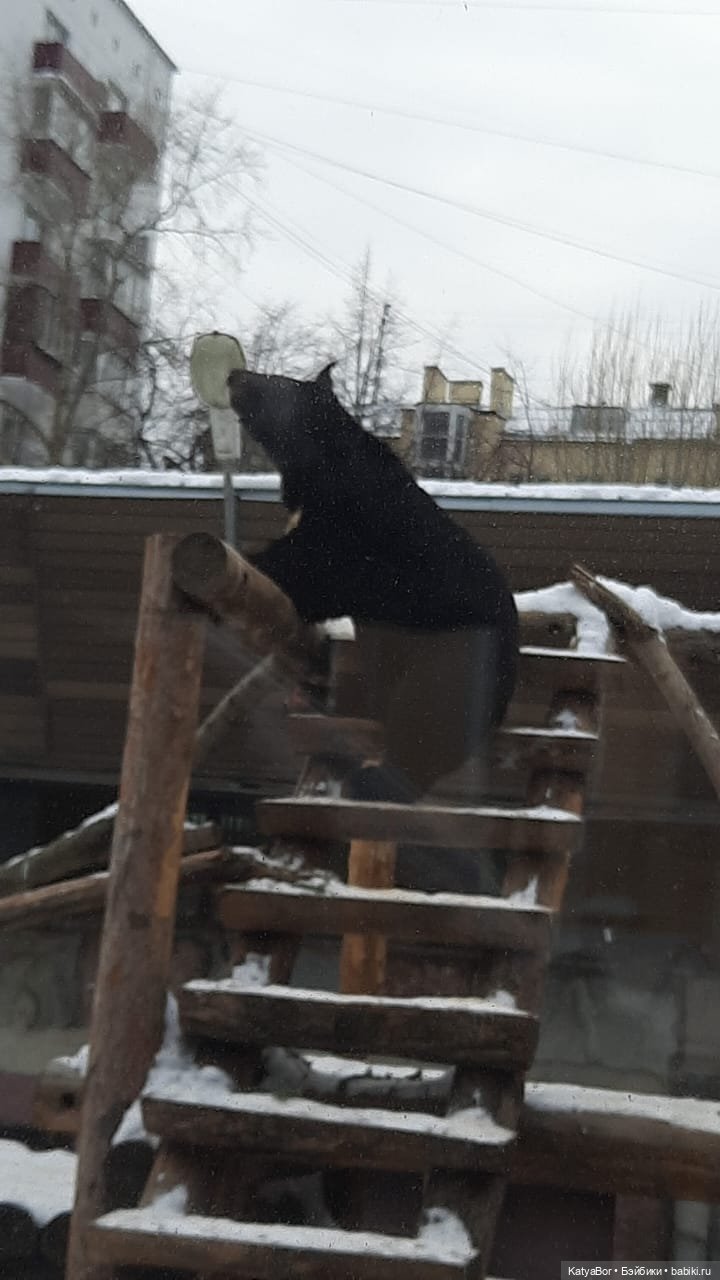 Хорошо было быть Катюшей в это воскресенье, и у зверей тоже есть игрушки
