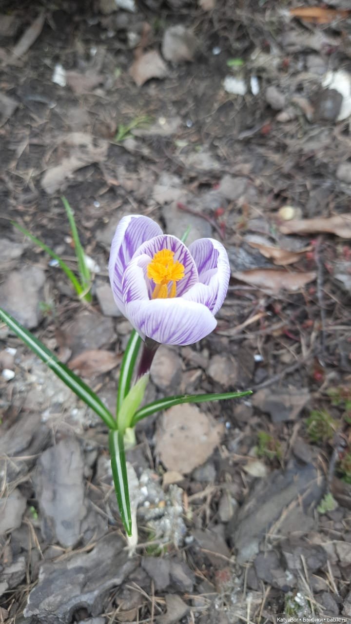 Там, где венчался Шмелев — Культура (фото 10)