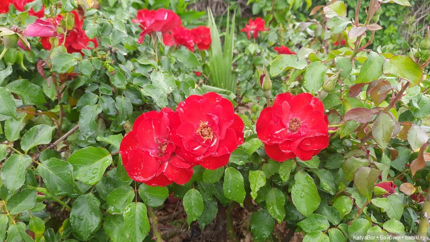 Романтическая история. Часть 2. Намор