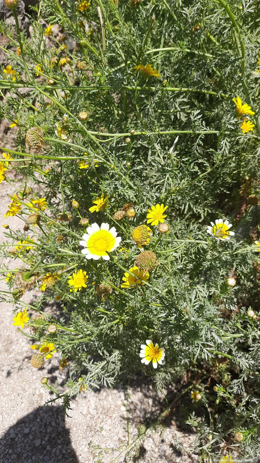 Романтическая история. Часть 1. Мера