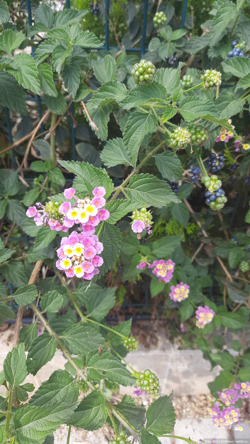 Романтическая история. Часть 3. Воссоединение (фото 4)