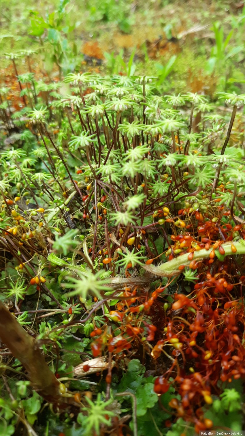 Лето Мальвины — Азиатские виниловые куклы (разное): Китай