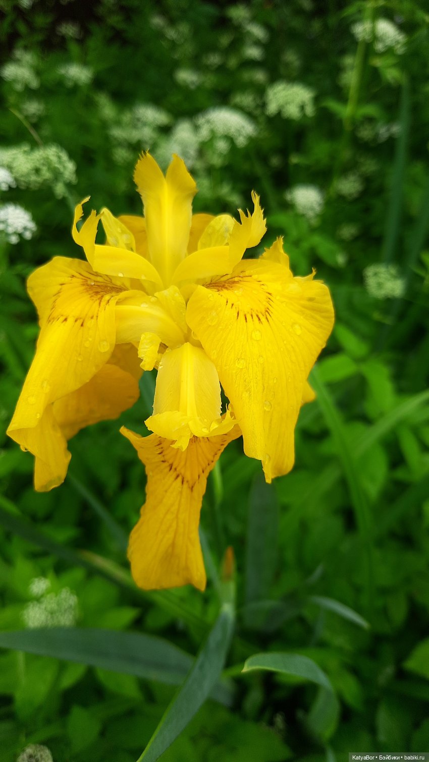 Лето Мальвины — Азиатские виниловые куклы (разное): Китай