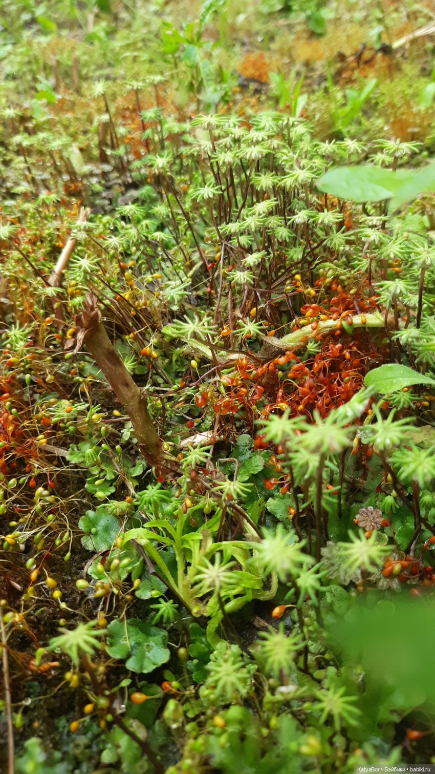Лето Мальвины — Азиатские виниловые куклы (разное): Китай