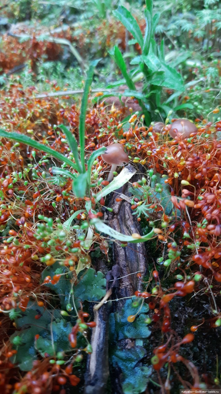 Лето Мальвины — Азиатские виниловые куклы (разное): Китай