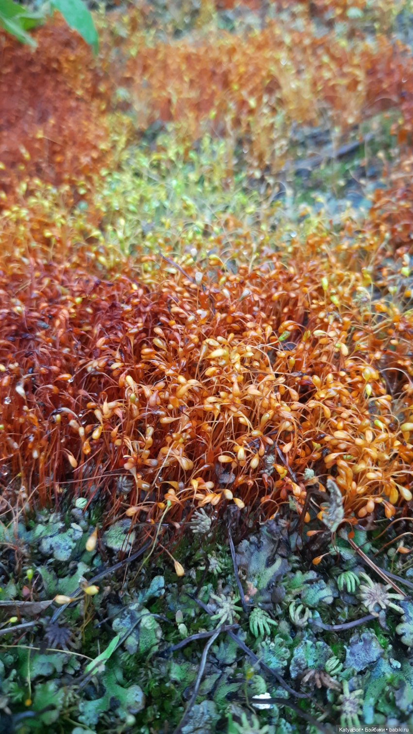 Лето Мальвины — Азиатские виниловые куклы (разное): Китай