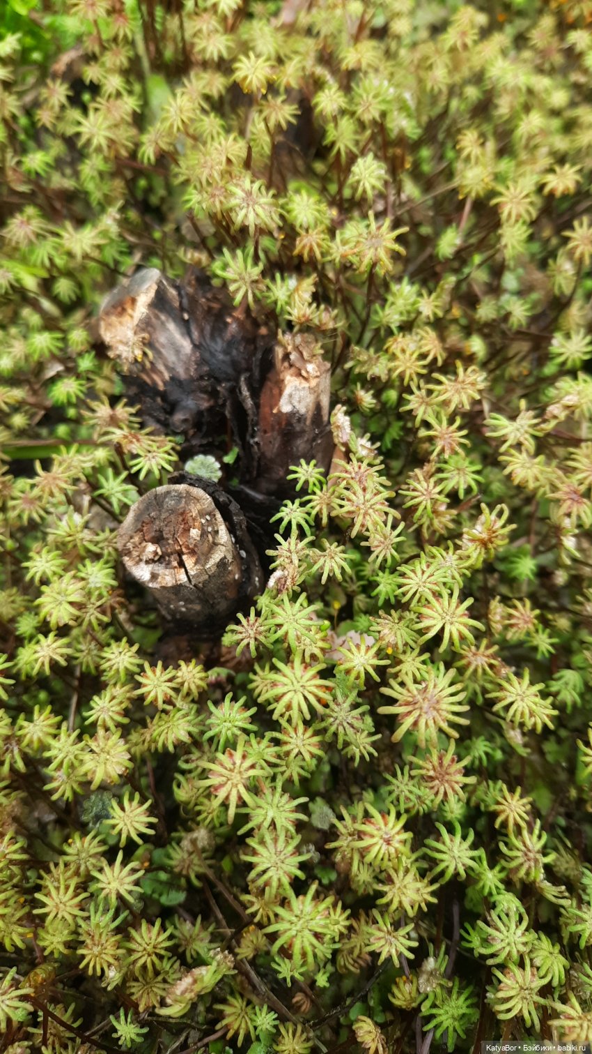 Лето Мальвины — Азиатские виниловые куклы (разное): Китай