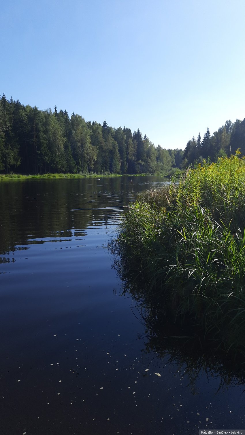 Приключения Ангелины у Лесного озера (фото 3)