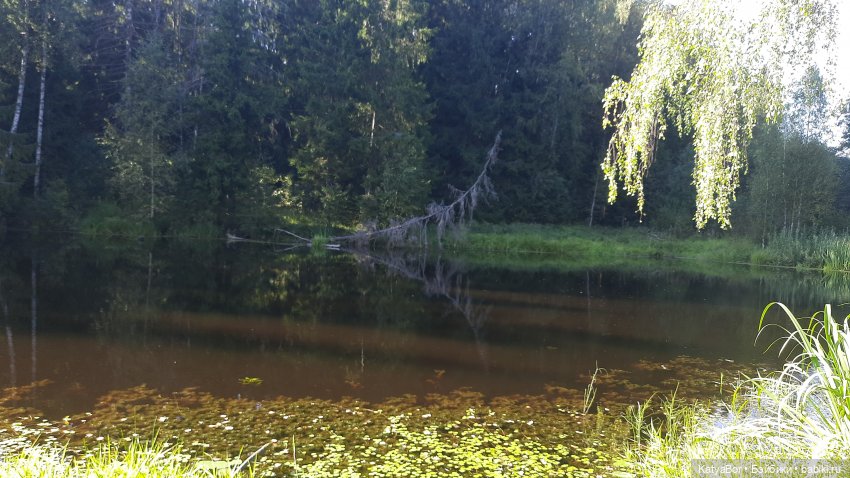 Приключения Ангелины у Лесного озера (фото 10)