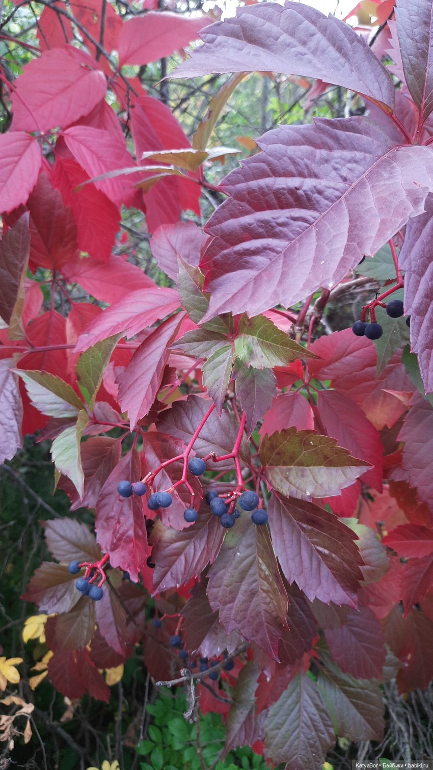 Мистическая кукла — Домашние фото авторских кукол: личные коллекции (фото 2)