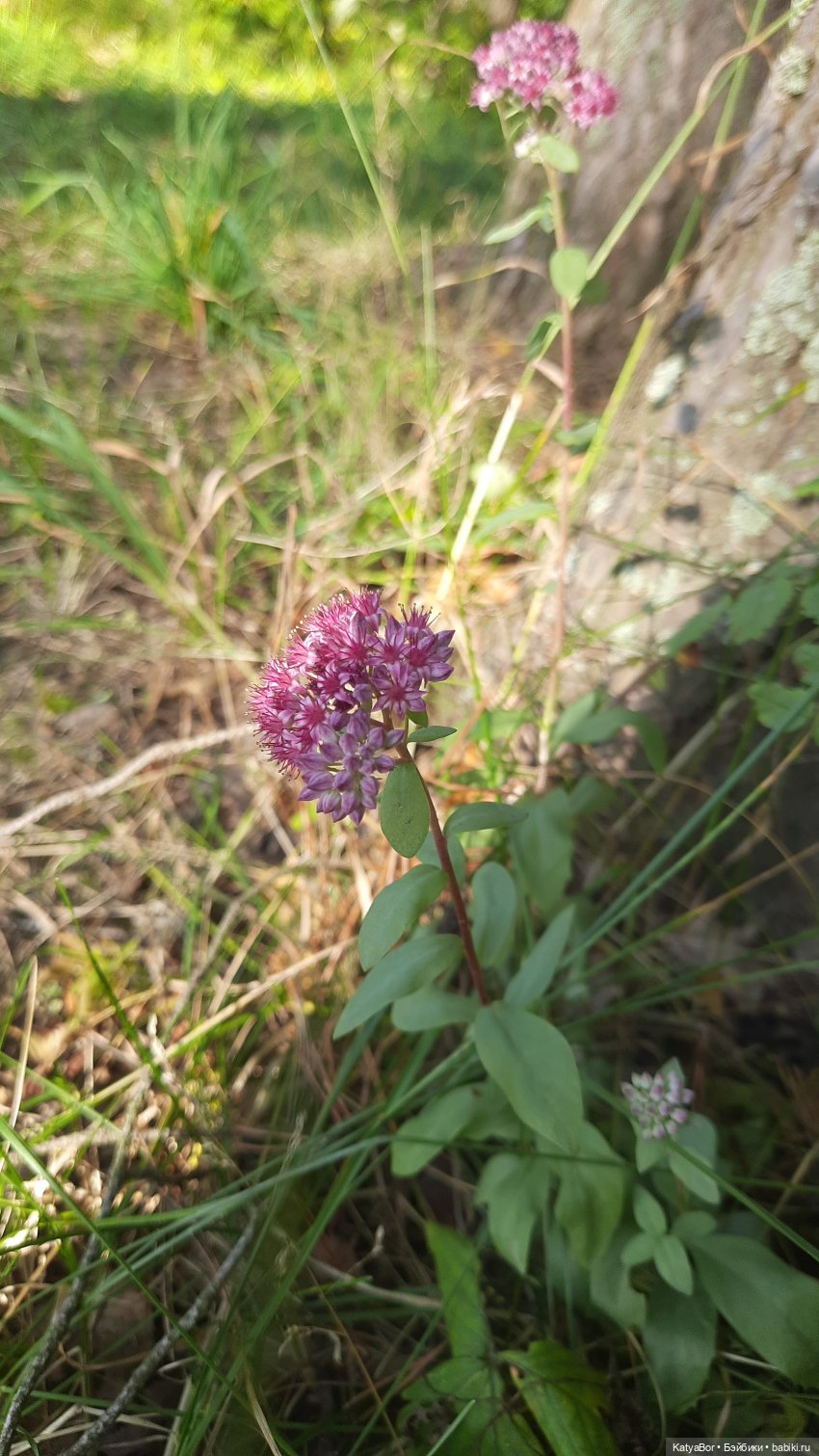 Ангелина путешествует на Истру (фото 2)
