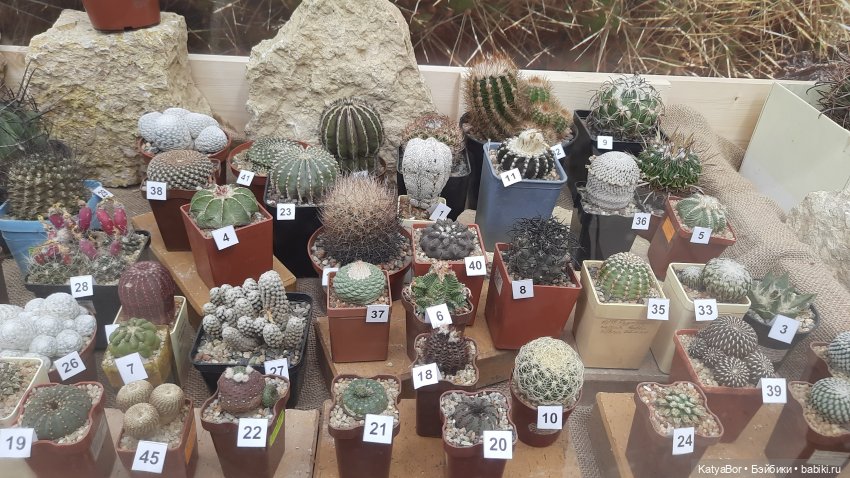 Кати в оранжереях Аптекарского огорода