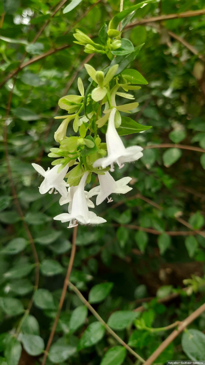 Кати в оранжереях Аптекарского огорода